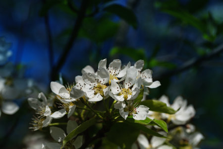 wildflowering pear. White flowers in a fairy garden with neon lighting. Spring fruit background with beautiful colorful backlightの写真素材
