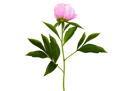 stem with leaves and flower of a tree-shaped maroon peony, isolate for clipping on a white backgroundの写真素材