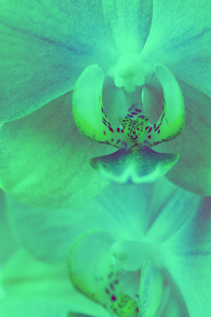 Neon abstraction with flowers Orchid in blue color. floral backgroundの写真素材