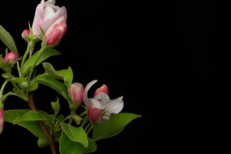 Flowering apple branch with buds isolated on black backgroundの写真素材