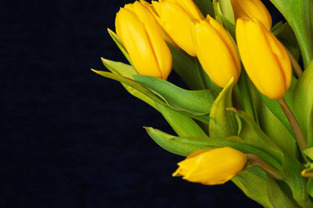 Yellow tulips on a dark fabric velor background, spring bouquet. Preparation for the holiday and designの写真素材