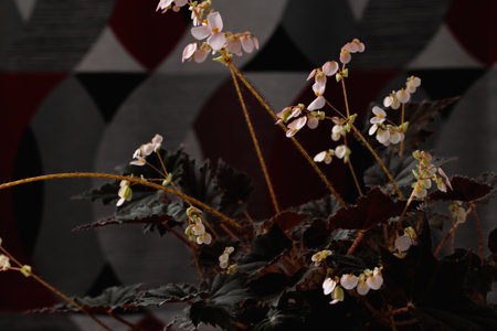 Close-up of bright pink begonia flowers during sunrise. abstract composition. Wednesday. Nature-inspired. home gardeningの写真素材