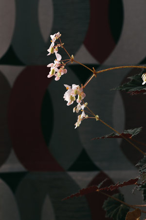 Close-up of bright pink begonia flowers in a dark space. abstract composition. Nature-inspired.の写真素材