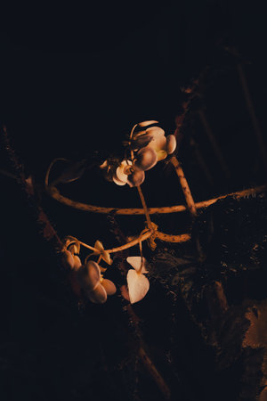 Natural floral abstract of Begonia flowers with dark surroundings