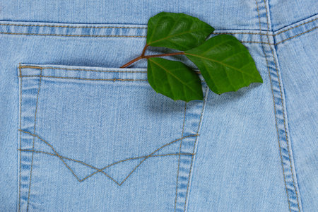 A few green leaves from a pocket of blue jeansの写真素材