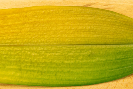 Texture of tropical long leaf with top viewの写真素材