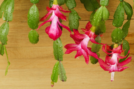 Blooming pink flowers and wooden soft plank backgroundの写真素材