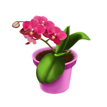 Pink flowers bloom in a pink potの写真素材