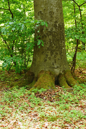 Huge root system of a huge beech tree in the forest in the shade of trees. forest natureの写真素材