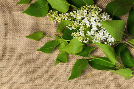 still life. White lilac flowers on a tablecloth. Rustic style and selective focus.の写真素材