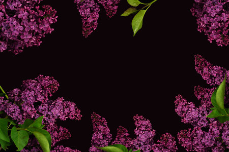 Blooming lilac for background decoration and project designの写真素材