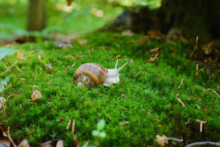 Grape snail crawls on green moss in the forestの写真素材