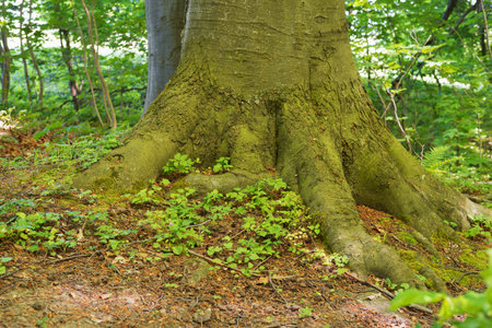 In the forest, the base with the roots of a hundred-year-old beechの写真素材