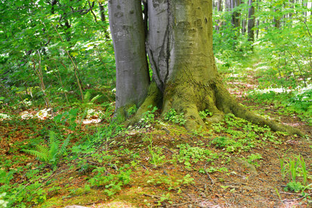 At the foot of a perennial beech in the forestの写真素材