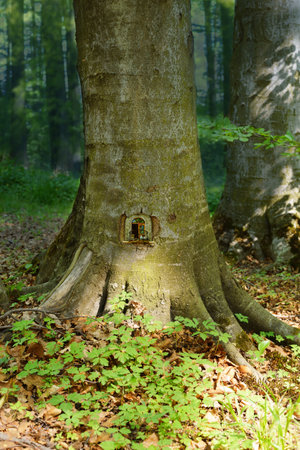 In the depths of a beech forest, perennial trees on a summer dayの写真素材