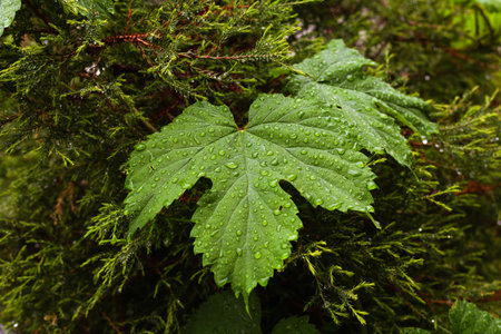 Leaf of climbing liana after rain on juniperの写真素材