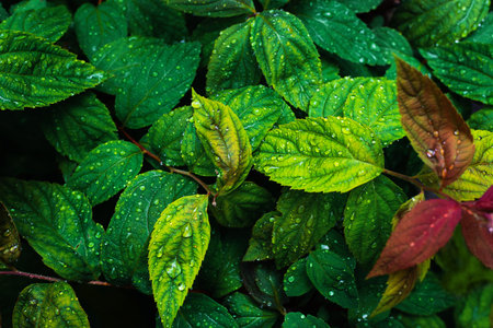 Natural green background with leaves in raindropsの写真素材