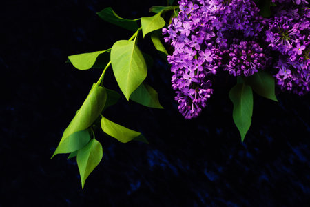 The beautiful lilac on a black backgroundの写真素材