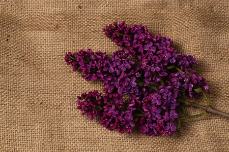 lBurgundy ilac flowers on a rustic tableclothの写真素材