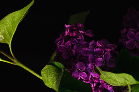 Purple lilac flowers close up in a dark studioの写真素材