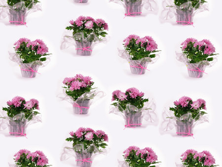 Summer floral pattern with pink chrysanthemum flowersの写真素材