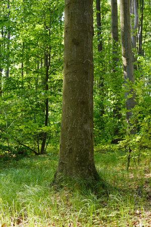 Scenic view of a beech wood in springの写真素材
