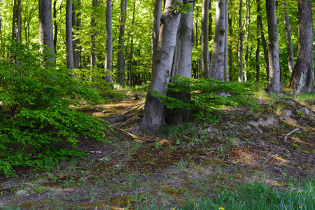 Wild landscape at the edge of a young beech forestの写真素材