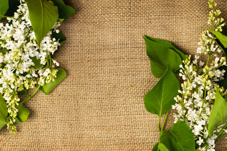 White lilac flowers on twigs on a rustic tableclothの写真素材