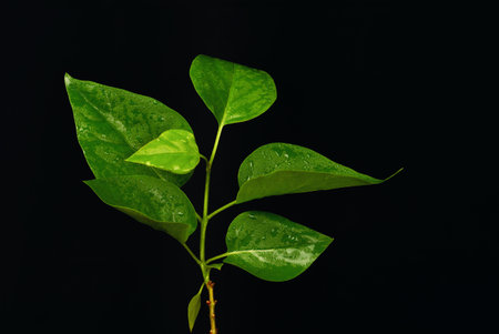 young green lilac leaves in studio black backgroundの写真素材