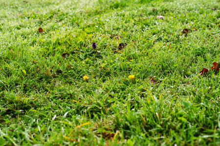 Grass and other green vegetation on the lawn. Mowed green lawn in the morning with dew drops