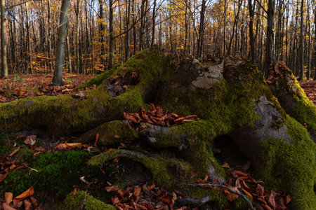 A huge stump with sprawling roots covered with moss and fallen leaves autumn sometimes in a dense forestの写真素材