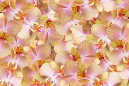 Many orchid flowers in natural patternの写真素材