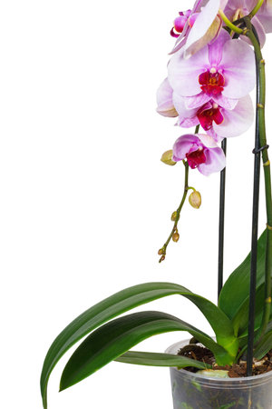 Beautiful tropical orchid flower in pot on white backgroundの写真素材