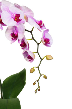 Beautiful tropical bright orchid flowers isolated on white backgroundの写真素材