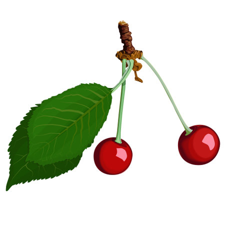 Two ripe cherries on a white background, delicious food, vitamins. 3D effect. Vector illustration....