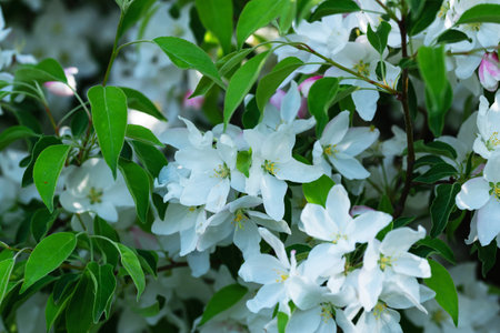 White flowers on an apple tree in the spring garden. Spring floral background.の写真素材