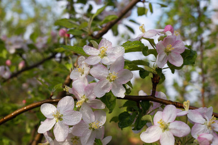 The beginning of spring flowering in the apple orchardの写真素材