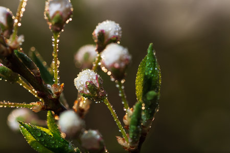 Awakening of white flowers in the morning in spring in droplets of rainの写真素材