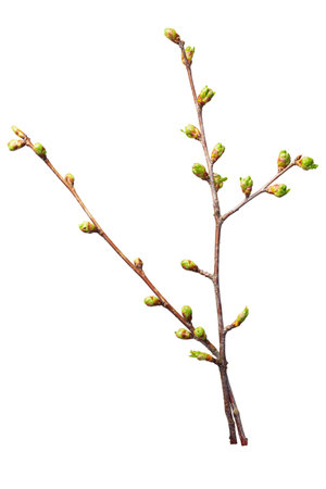 Buds leaves on a twig of sweet cherryの写真素材