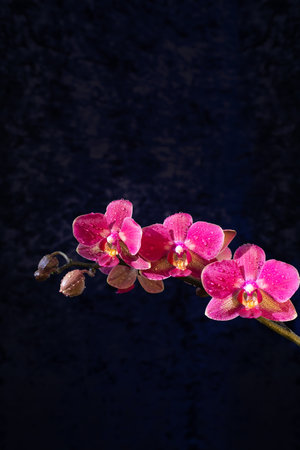 Purple orchid on a dark velor background. Luxury concept. A branch of a blooming purple orchid close-up on a dark background. Flower and dark space for text and design.の写真素材