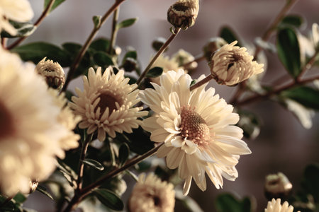 White chrysanthemum flowers bloom in a flower garden with a soft blurred background in vintage styleの写真素材