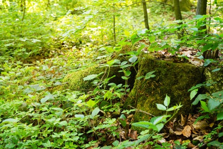 Forest vegetation on a summer day in the depths of a mature old forest in central Eurasiaの写真素材