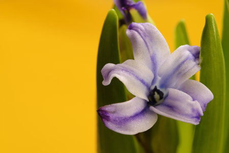 Hyacinth flower blossomed with gradient yellow background