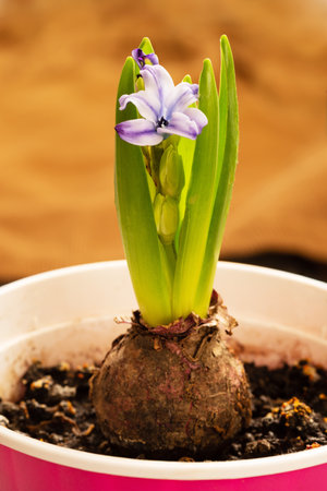 The beginning of flowering of a lilac hyacinth plant close-up in a burgundy flower potの写真素材