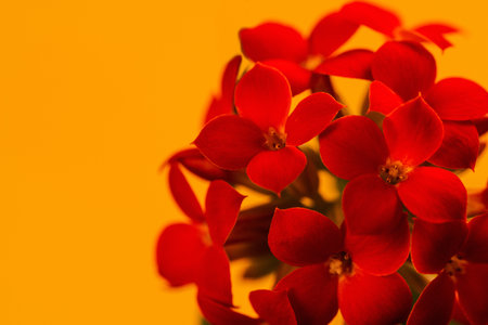 Red Kalanchoe flowers closeup with yellow backgroundの写真素材