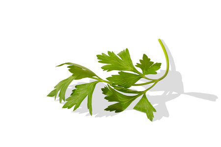 Young green parsley leaves with a shadow pattern. Isolated spicy sprout with parsley leaves on a white backgroundの写真素材