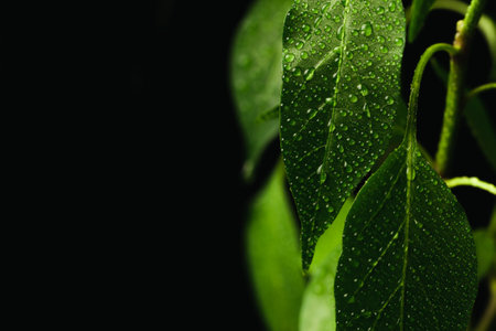 Raindrops on fresh green leaves of young pepper on a black background. Macro shot of water droplets...