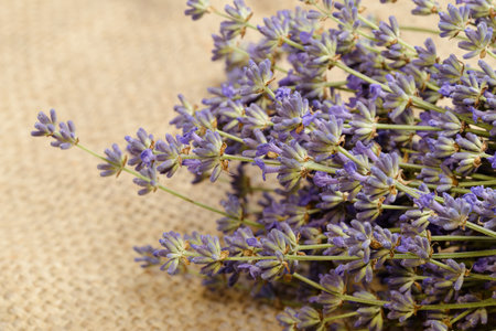 Dried lavender flowers on a cotton tablecloth. Aesthetic composition with copy space template. Minimalist still life in eco-style.の写真素材
