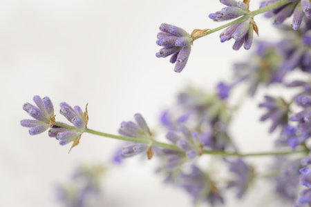 Freshly picked fragrant lavender flowers close upの写真素材