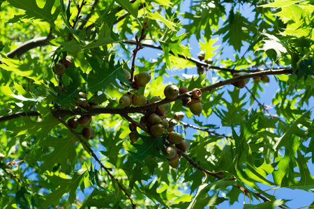 Ripening acorns among leaves on an oak branchの写真素材